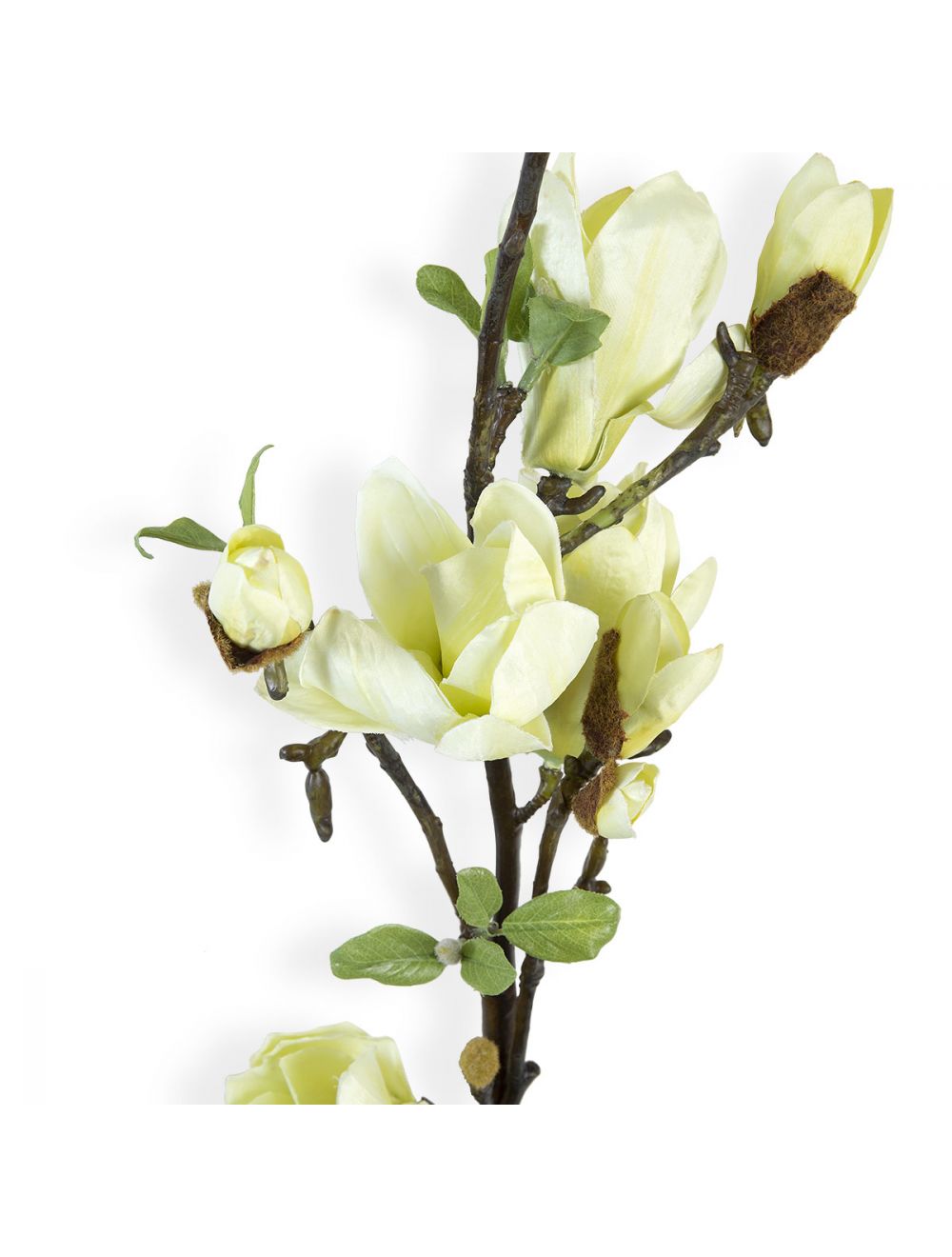Magnolia Flower